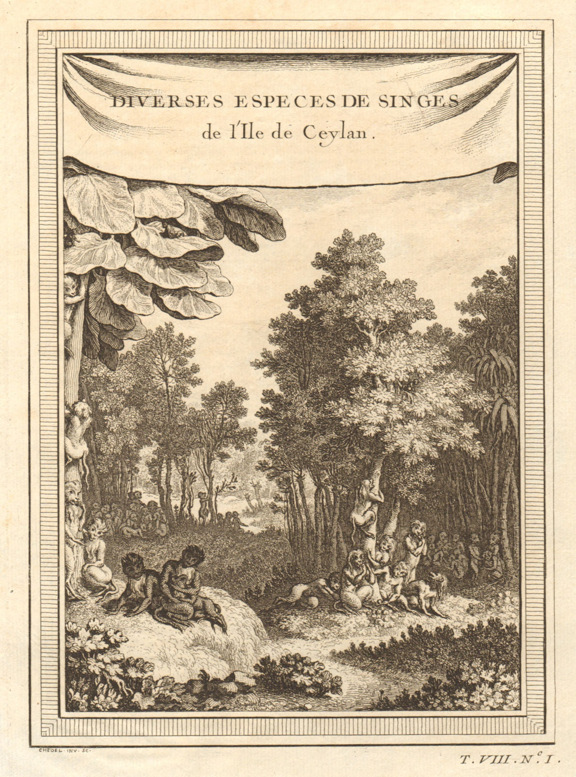 'Singes de l''Ile de Ceylan'. Sri Lankan monkey species. Toque macaque 1750